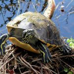 Red-bellied Turtle on mound of sticks