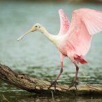 Roseate Spoonbill at Estero Llano Grande State Park