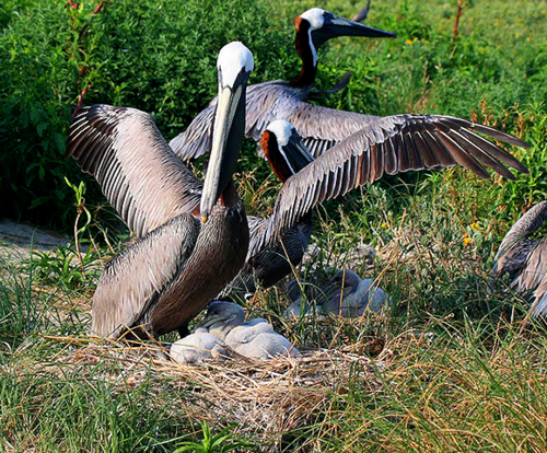 three brown pelicans