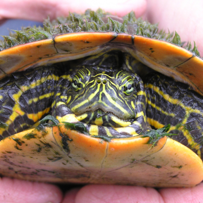 Close up of red-bellied turtle