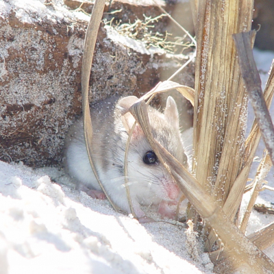 Alabama Beach Mouse hiding in behind a rock