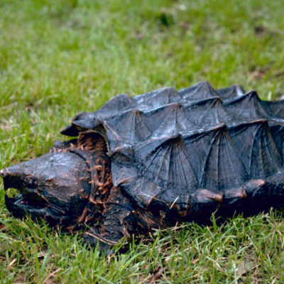 Alligator Snapping Turtle on grass