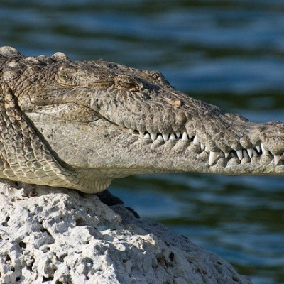 American Crocodile sunning on a rock