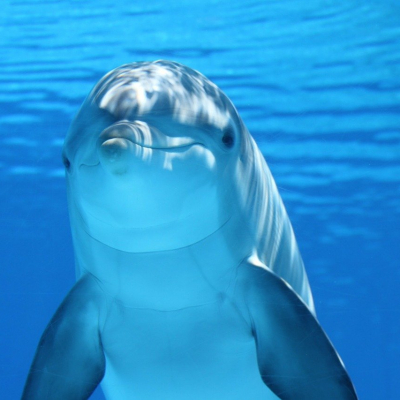 Happy dolphin staring at camera