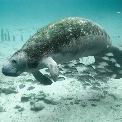Manatee in the water