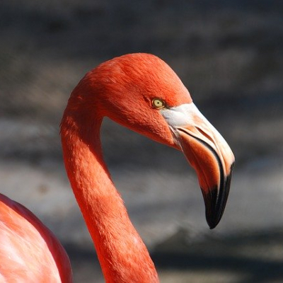 Profile view of flamingo