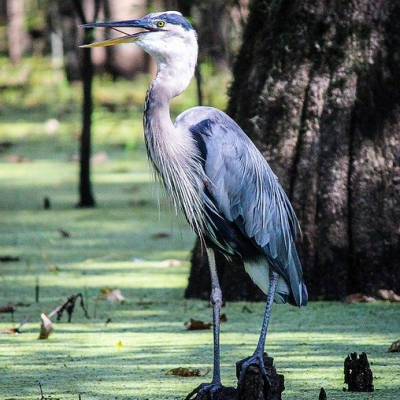 Great Blue Heron standing in a bayou